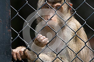 Monkey in the cage