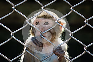 Monkey in a cage