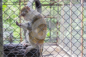 Monkey in cage