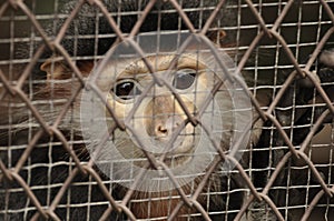 Monkey in Cage