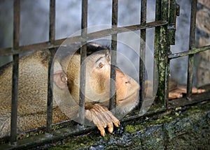 Monkey in a cage