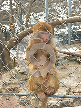 Monkey cage