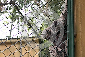 Monkey in the cage in Bali Zoo park, Indonesia.