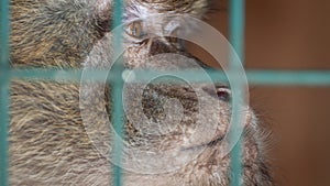 Monkey in a cage behind bars. Emotion of sadness, despair, depression. An animal in captivity. Sad look.