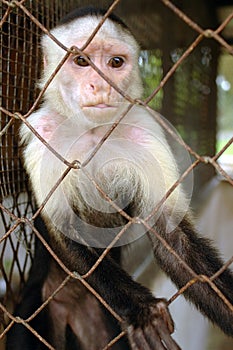 Monkey in a cage, Colon Panama photo