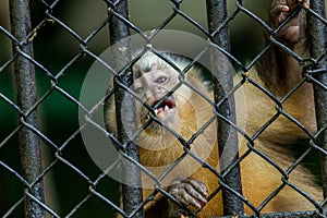 Monkey in the cage is enclosed in a zoo and sadly and aggressively looks through the bars to find freedom. Animals suffer in the