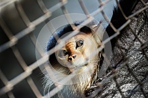 Monkey in the cage, eyes are sad
