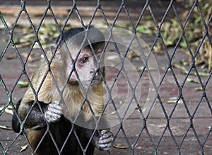 Monkey in cage
