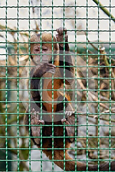 Monkey in Cage Gripping Wire Fence