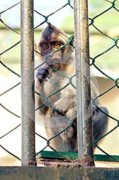 Monkey in a cage