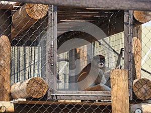 Monkey in a cage in Topeka Zoo, Kansas, United States