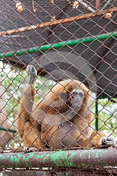 Monkey in cage at the zoo