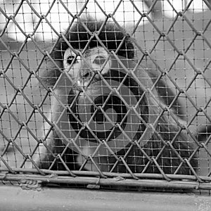 Monkey in cage