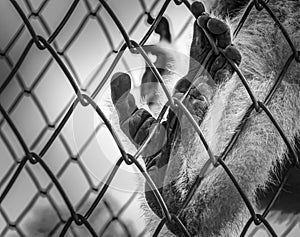 Monkey in cage of zoo
