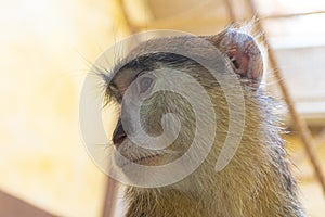 Monkey in the cage of the zoo, close up portrait.