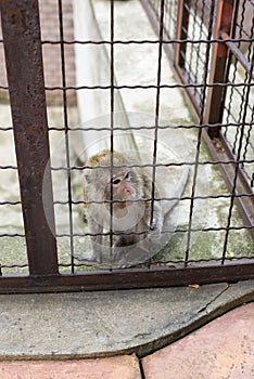 Monkey in a cage of a zoo