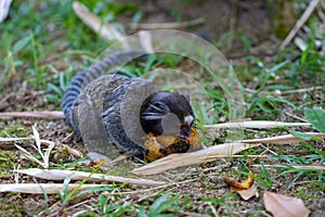 Monkey Callithrix jacchus eating mango at the Botanical Garden in Rio de Janeiro Brazil