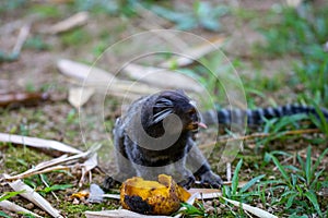 Monkey Callithrix jacchus eating mango at the Botanical Garden in Rio de Janeiro Brazil