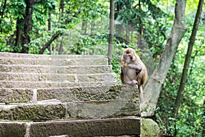 Monkey with candy wrappers in the natural forest of China