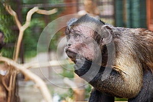 Capuchin monkey head in the wild.