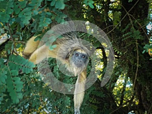 monkey carayÃ¡ on the trees of the plaza