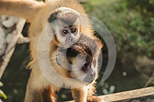 Monkey carrying his cub on the back