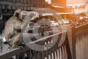 The monkey caught and drank from Plastic glass because of thirsty.