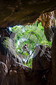 Monkey in a cave, Wat Suwan Kuha, Thailand