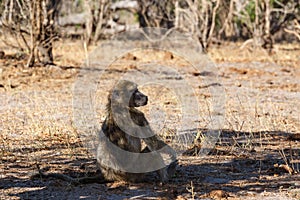 Monkey Chacma Baboon family, Africa safari wildlife and wilderness