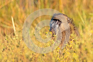 Monkey Chacma Baboon, Namibia Africa safari wildlife