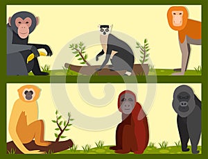 Monkey character animal different breads wild zoo ape chimpanzee illustration.