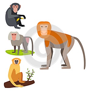 Monkey character animal different breads wild zoo ape chimpanzee vector illustration.