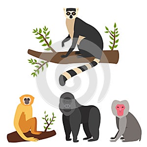 Monkey character animal different breads wild zoo ape chimpanzee vector illustration.