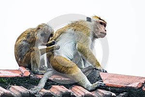 Monkey checking for fleas