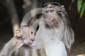 Monkey with Cheekpouch