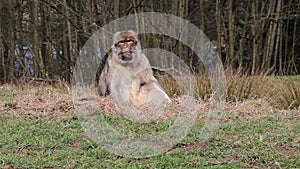 Monkey Chewing on Grassy Bank - Barbary Macaques of Algeria & Morocco