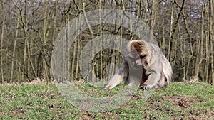 Monkey Chewing on Grassy Bank - Barbary Macaques of Algeria & Morocco