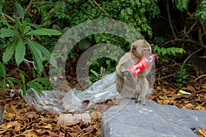 Monkey Chews Plastic Bottle Trash that is Littered on Island in Vietnam