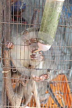 monkey child in cage, looking sad