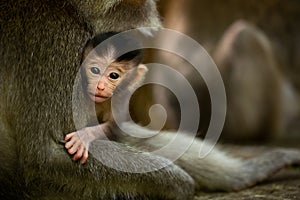 Monkey child in Ubud Bali