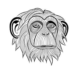 Monkey chimpanzee head