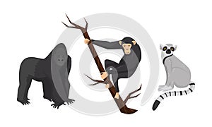 Monkey with Chimpanzee Sitting on Tree Branch Vector Set