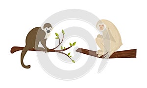 Monkey with Chimpanzee Sitting on Tree Branch Vector Set