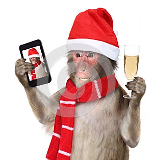 Monkey with christmas santa hat taking a selfie