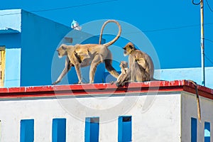 Monkey in the city - langurs invade a rooftop in Udaipur, India photo