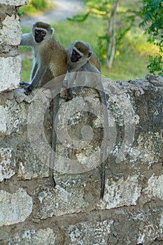 Monkey in the city sitting on a wall photo