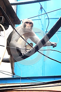Monkey in the city, urban animals monkey photography