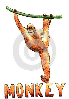 Monkey clamber watercolor hand drawn illustration isolated photo