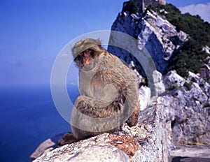 Monkey at cliff Gibraltar
