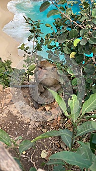 Monkey on cliff ledge Nusa Penida Bali